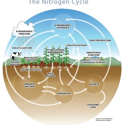 The Nitrogen Cycle-Credit: Fertilizer101.org