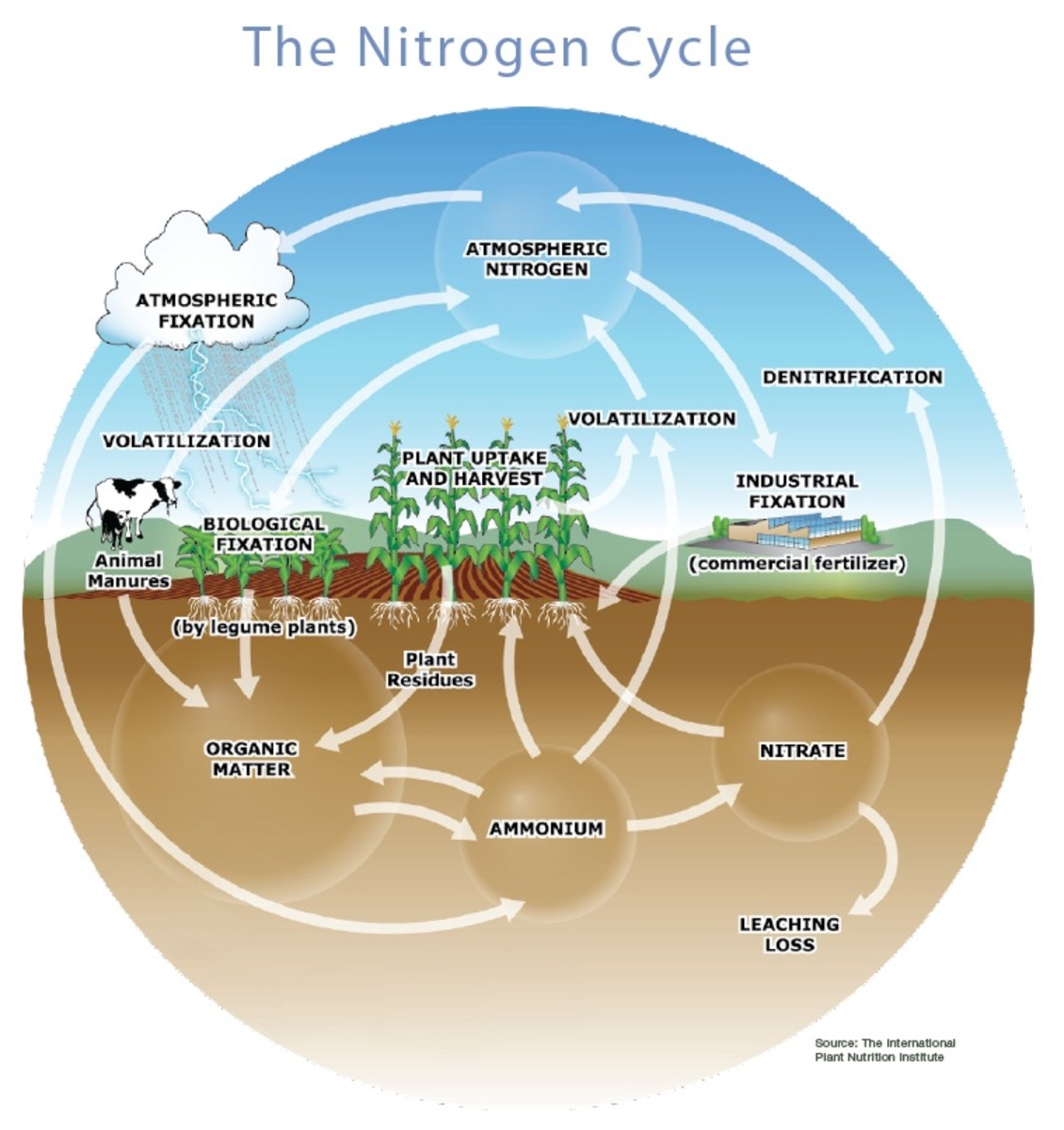 The Nitrogen Cycle-Credit: Fertilizer101.org